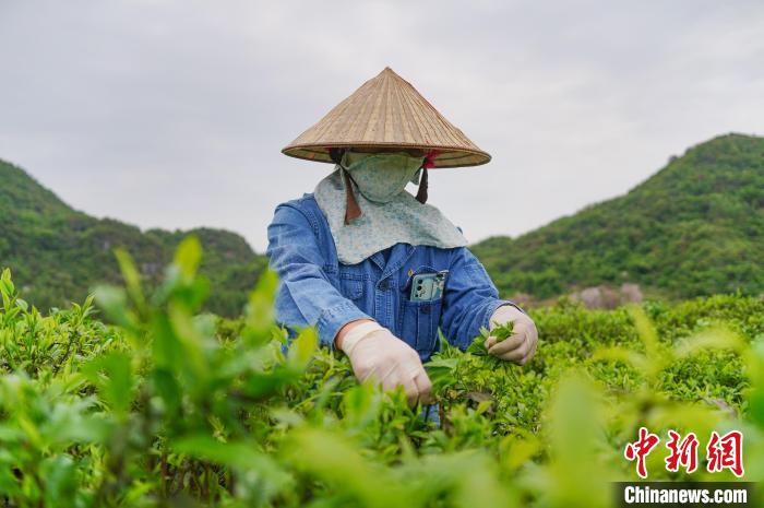 广西农场迎早春茶采摘上千归侨侨眷捧起“金饭碗”